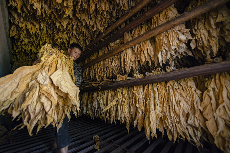 中国烟叶之乡石城，江西哪里产烟叶？石城的烟丝是专供中华吗？