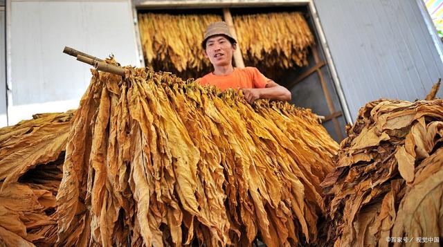 被称“烟叶王国”，许昌这个县好厉害，烟农很辛苦收成还不错