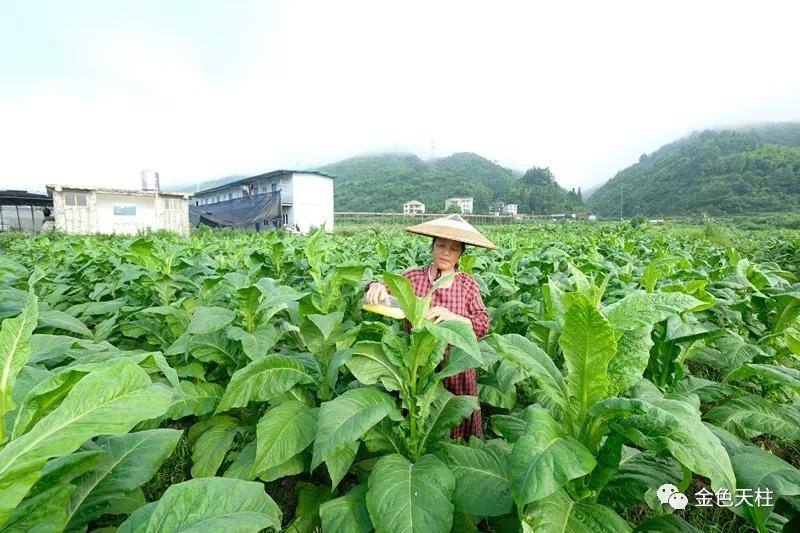 为什么贵州黔东南天柱特色烟叶这么便宜？有点辣和呛，烟丝哪里有卖，烟叶烟丝货到付款