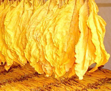 湖南郴州桂阳的烟叶烟丝非常金黄，颜色橘黄、油分充足，叶片适中、含梗率底，燃烧后烟灰洁白，香气浓郁、柔和、纯净