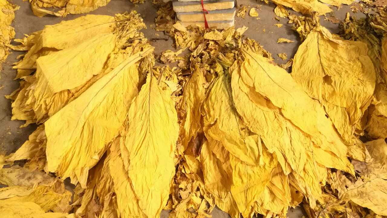 湖南郴州桂阳的烟叶烟丝非常金黄，颜色橘黄、油分充足，叶片适中、含梗率底，燃烧后烟灰洁白，香气浓郁、柔和、纯净