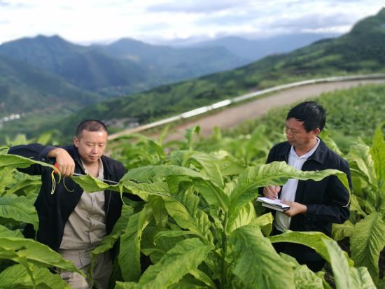 在凉山会东，烟叶技术人员全程指导烟叶生产，确保农民获得可观收益。