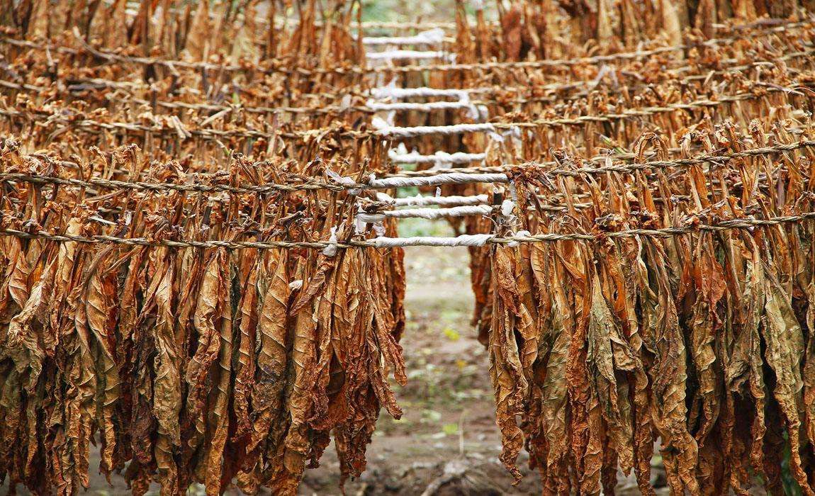 均州晒烟是湖北十堰市丹江口的特产，